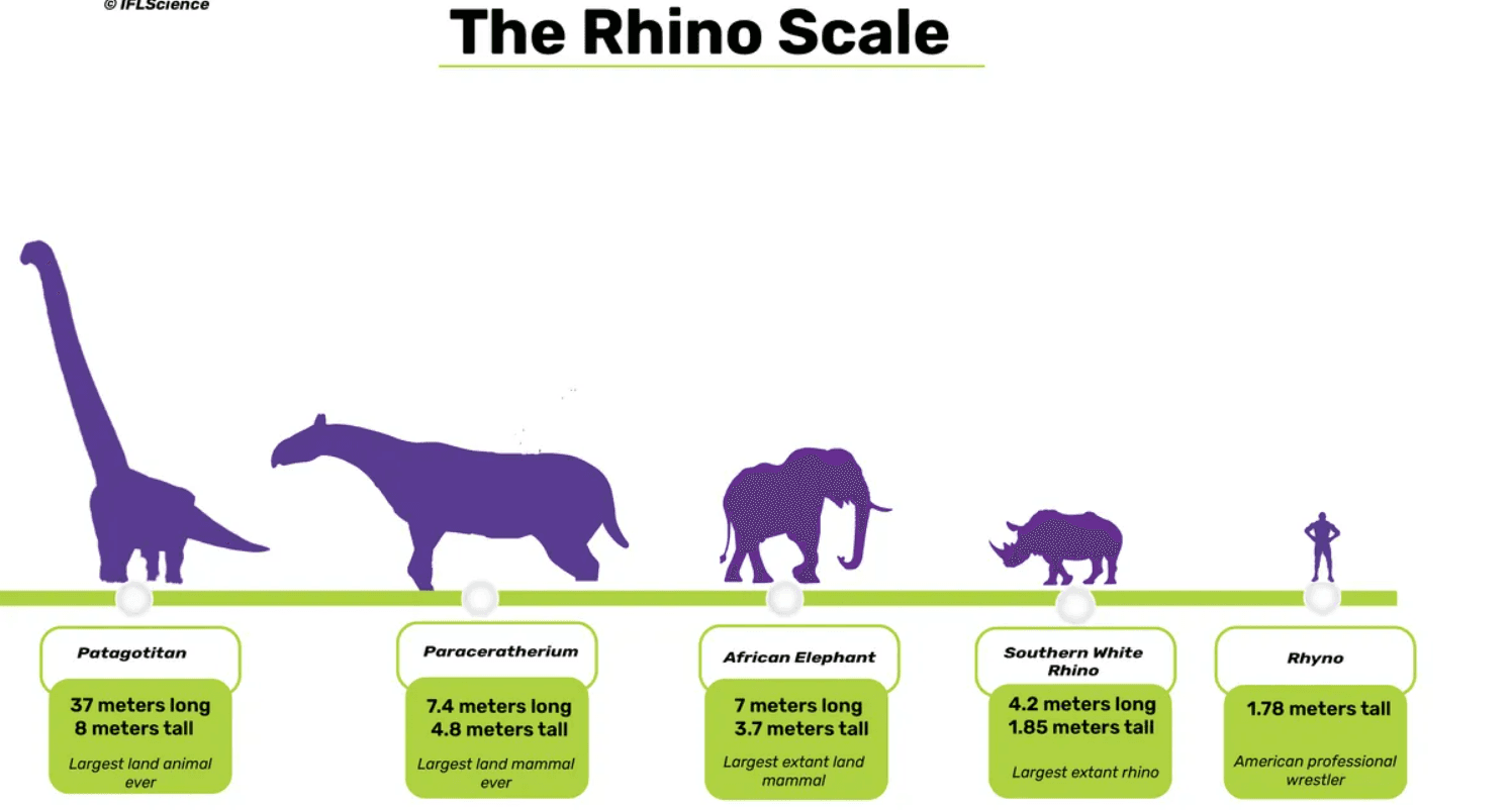 Một sơ đồ so sánh kích thước của Paraceratherium với các loài động vật có vú và khủng long lớn khác.