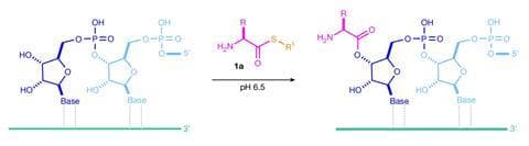 Sơ đồ minh họa aminoacyl-thiol phản ứng với phân tử RNA