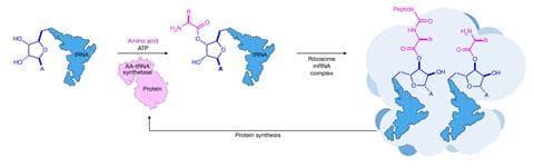 Sơ đồ mô tả hai bước chính của quá trình tổng hợp peptide trên ribosome