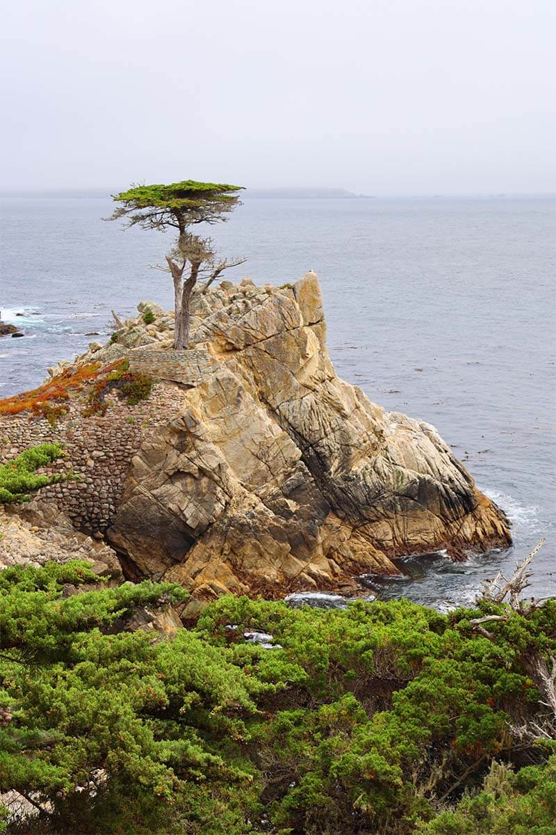 Lone Cypress trên 17-Mile Drive ở Monterey, California