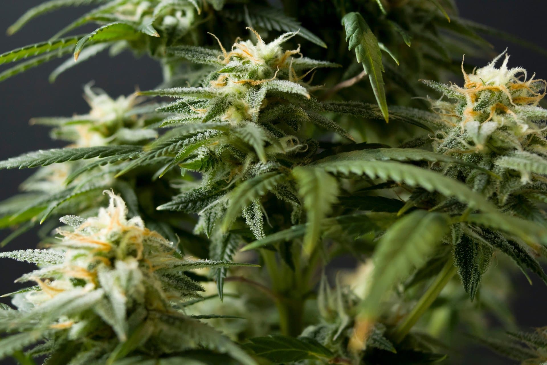 Cannabis có thể gây hại đến khả năng sinh sản của cả nam và nữ.