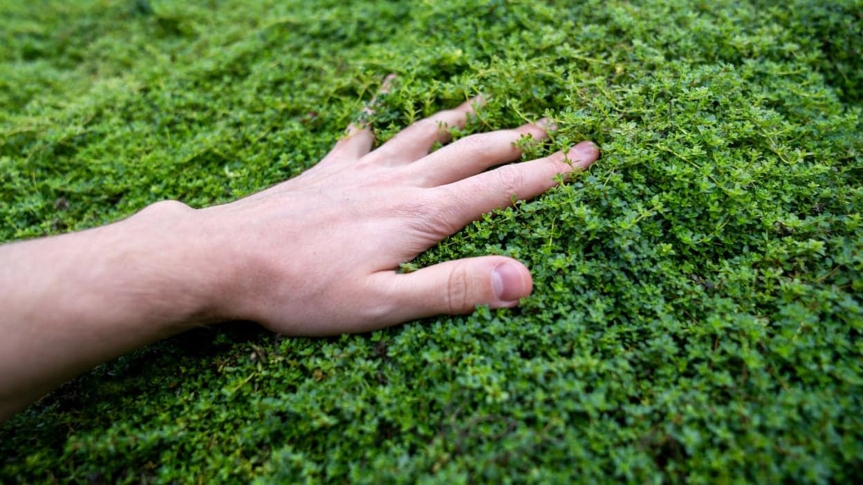 Một người đàn ông chạm vào cỏ.
