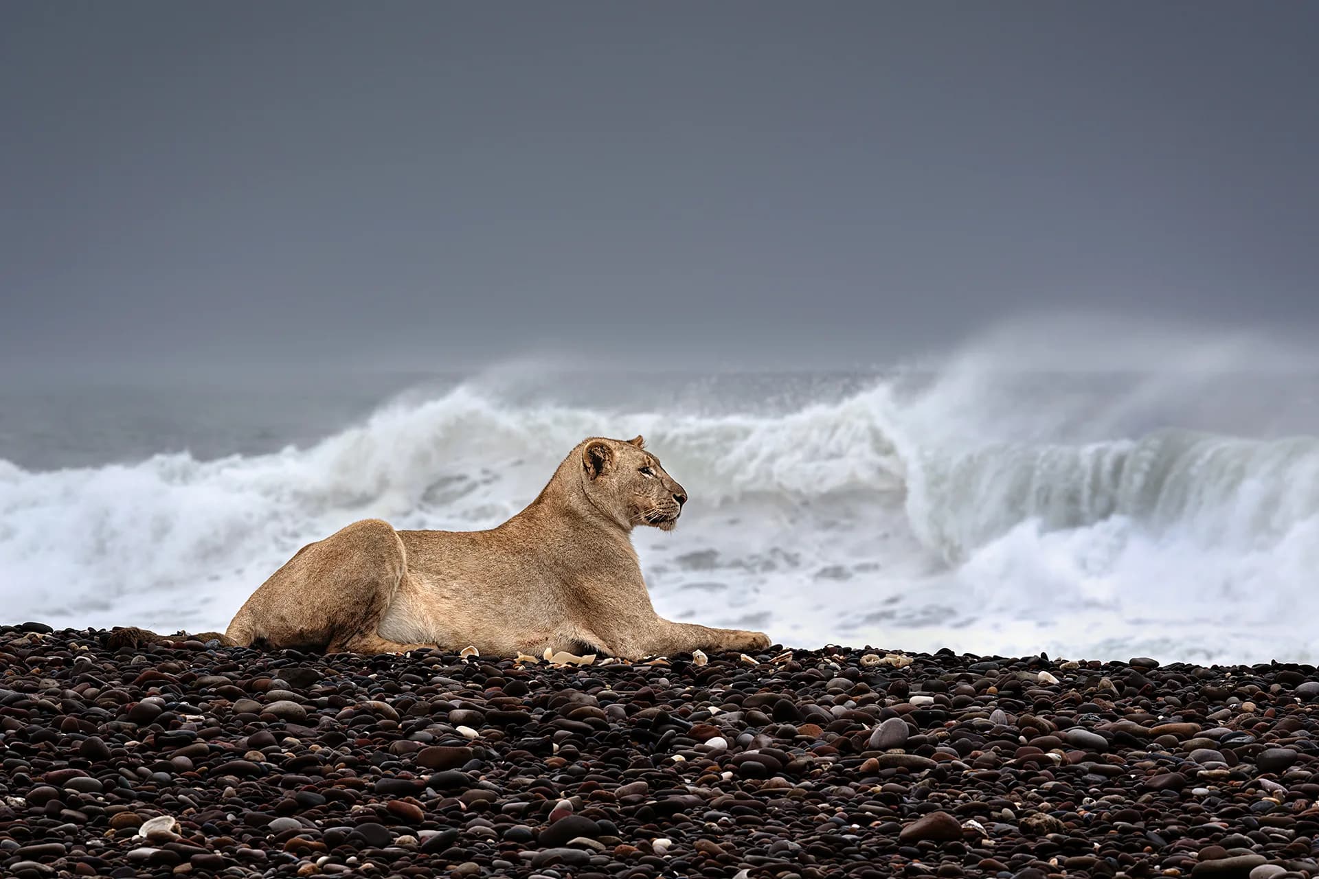 Griet Van Malderen Gamma, a desert lioness, guards a Cape fur seal carcass out of view on a pebbled beach along the Skeleton Coast in Namibia, as waves crash in the background (Credit: Griet Van Malderen)