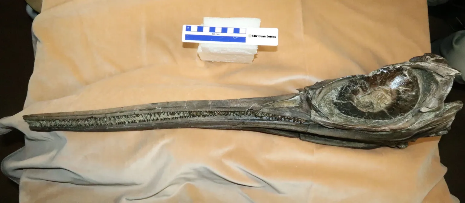 Dean Lomax The skull of the ichthyosaur laid out as a sample. It has a large socket for the eye and a long mouth full of teeth.