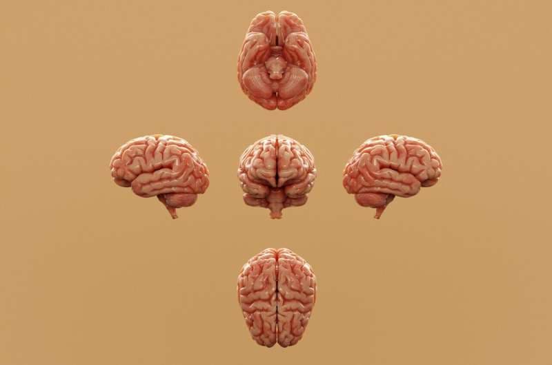 evolving brain