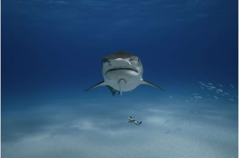 Sharks now roam the open ocean. But for 200 million years, they only lived near the sea floor