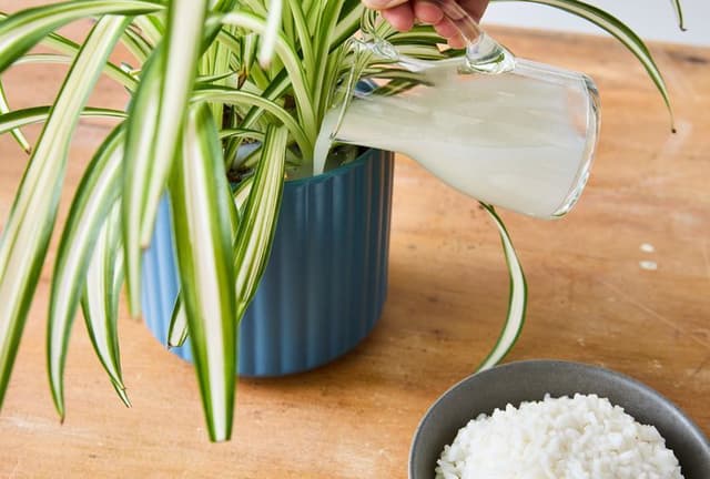 Nước vo gạo: Phân bón tự chế cho cây cảnh và vườn hiệu quả