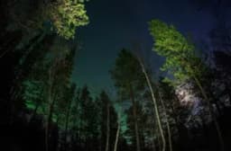 Sơ đồ quyết định sinh vật nào thực sự có ý thức trên Trái Đất