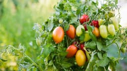 Cách sử dụng lá cà chua tự chế làm thuốc xịt diệt rệp sáp hiệu quả