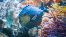 Khám phá Kaleidoscope Cove: Triển lãm sắc màu đại dương độc đáo tại Adventure Aquarium
