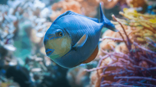 Khám phá Kaleidoscope Cove: Triển lãm sắc màu đại dương độc đáo tại Adventure Aquarium