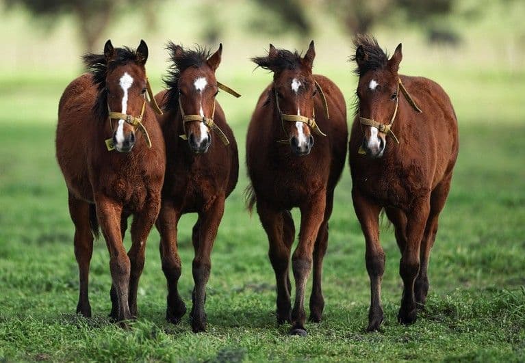 Ngựa CRISPR đầu tiên gây tranh cãi: Tiếp theo cho động vật chỉnh sửa gen?