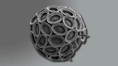 Vai trò của coccolithophore trong ổn định khí hậu toàn cầu