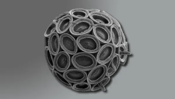 Vai trò của coccolithophore trong ổn định khí hậu toàn cầu