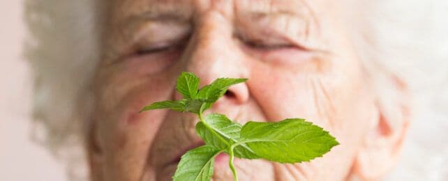 Liên Kết Bất Ngờ Giữa Hương Bạc Hà Và Bệnh Alzheimer Ở Chuột