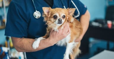 Bản đồ hành vi toàn diện của 47.444 chó tiết lộ thay đổi theo tuổi
