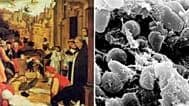 Phân tích DNA cổ tiết lộ vi khuẩn Yersinia pestis gây ra Đại dịch Justinian