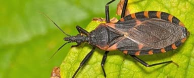 Bệnh Kissing Bug Mang Ký Sinh Trùng Nguy Hiểm Đang Lan Rộng Khắp Hoa Kỳ