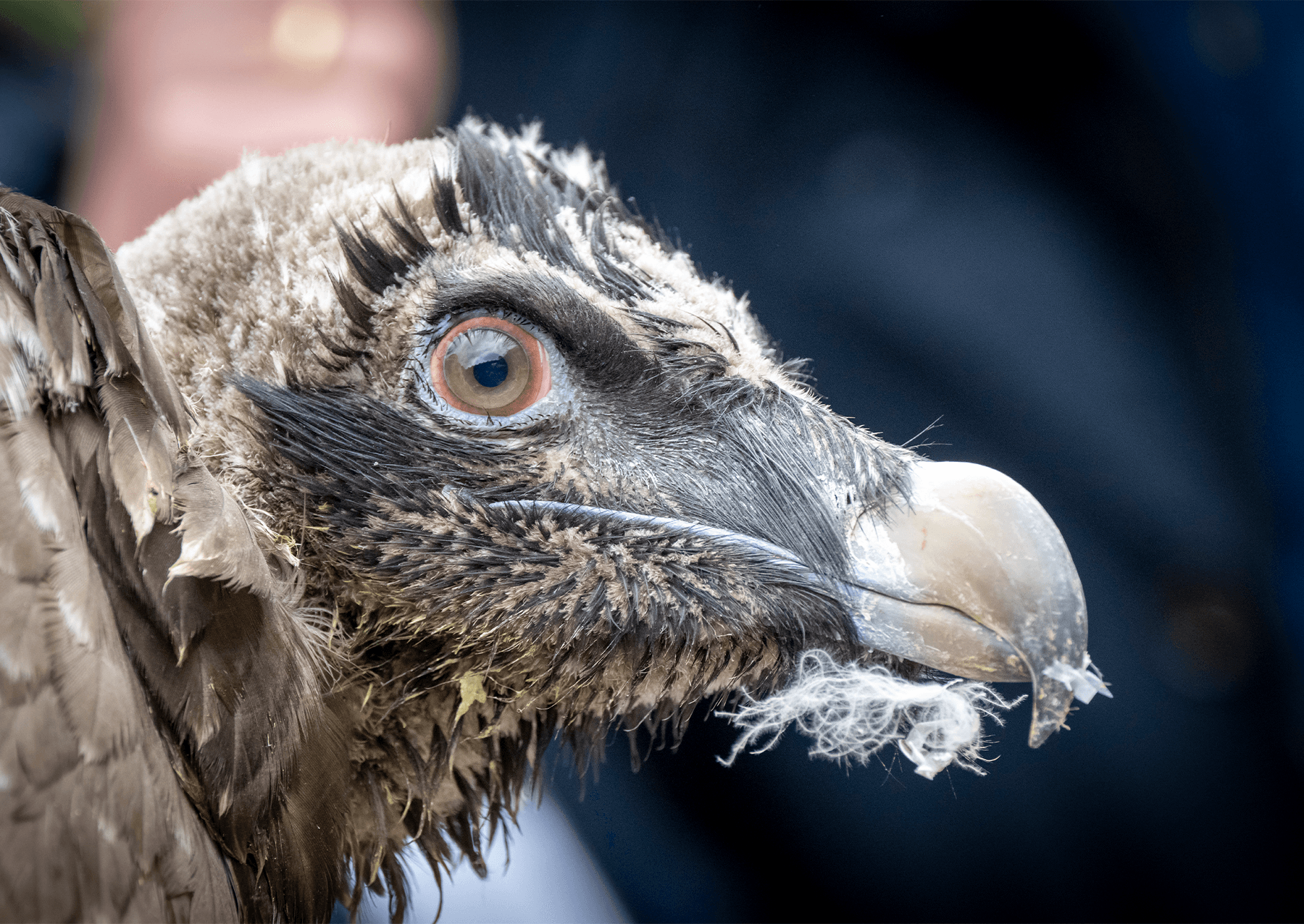 a bearded vulture. it has black feathers with small white feathers that look like a bear under its beak
