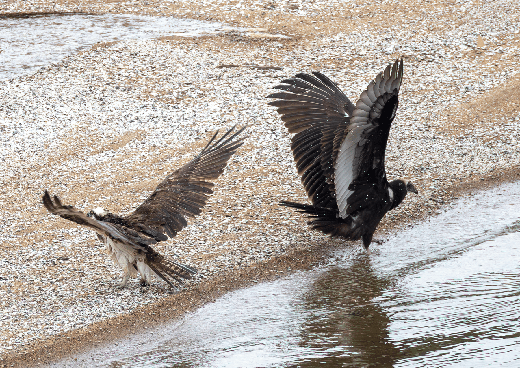 An osprey (left) and black vulture (right) close together with their wings out along the shores of the Potomac River in Virginia. Black vultures have a wingspan of 4.5 to 5 feet.