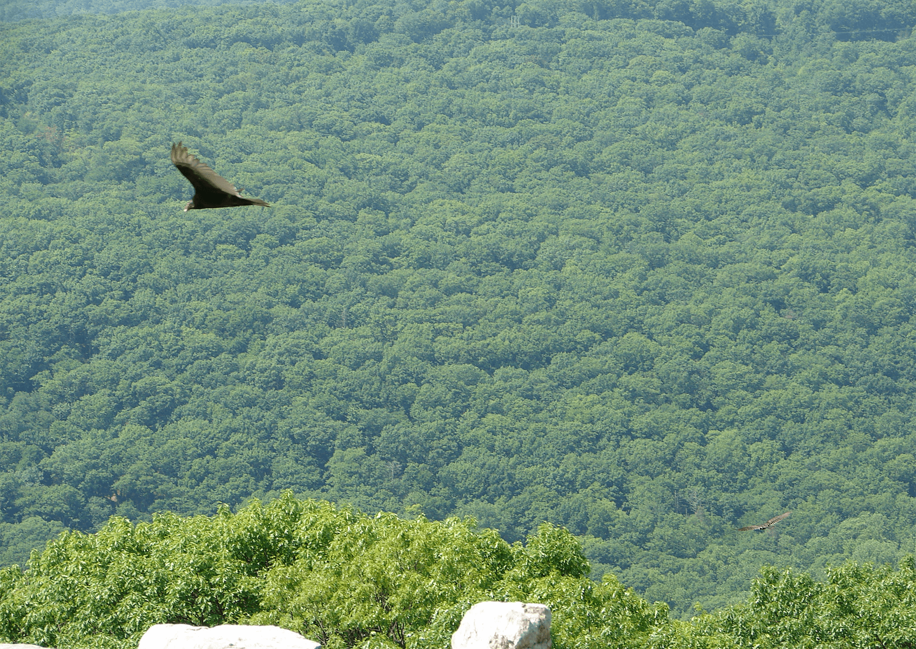 A black vulture soars above Chimney Rock at Catoctin Mountain Park in Maryland.
