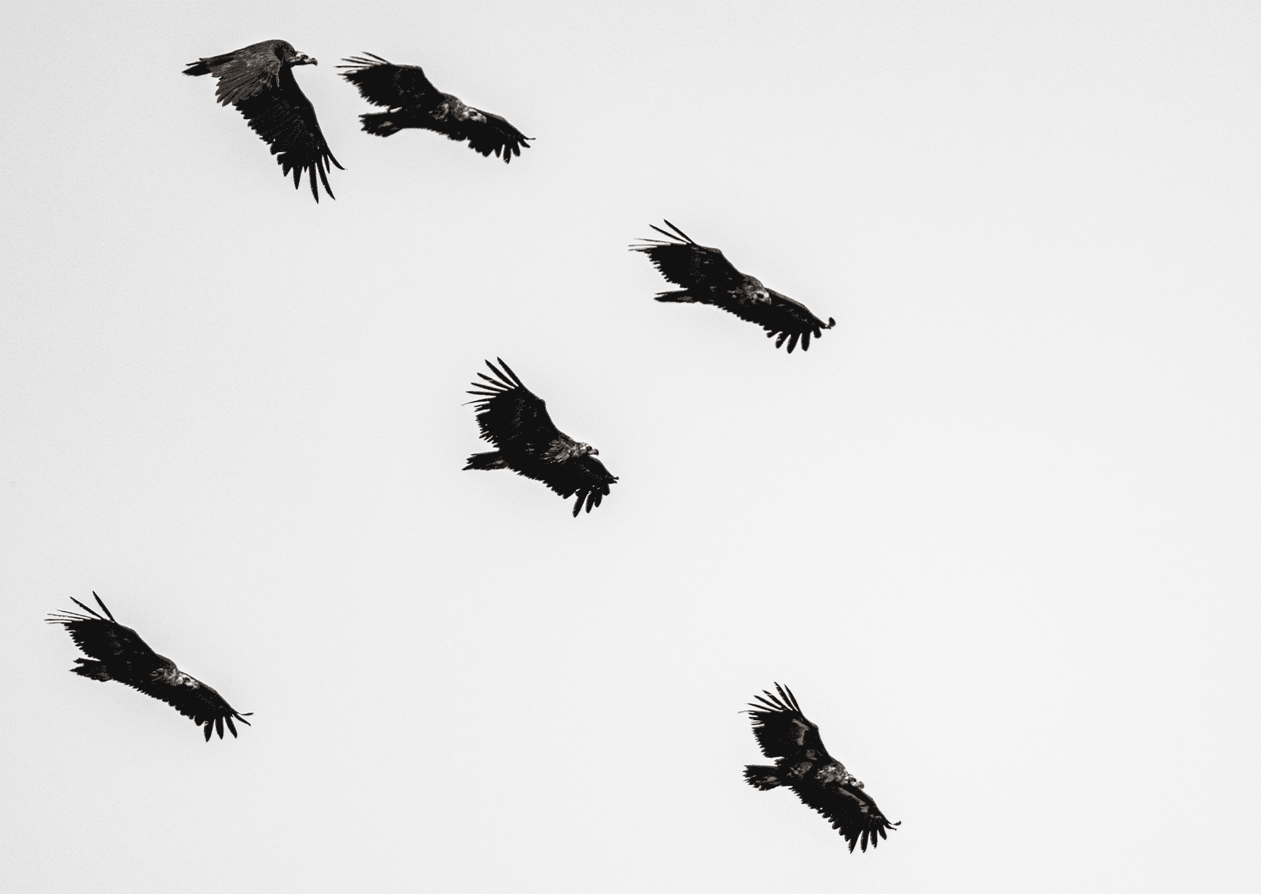 six vultures flying against a cloudy sky