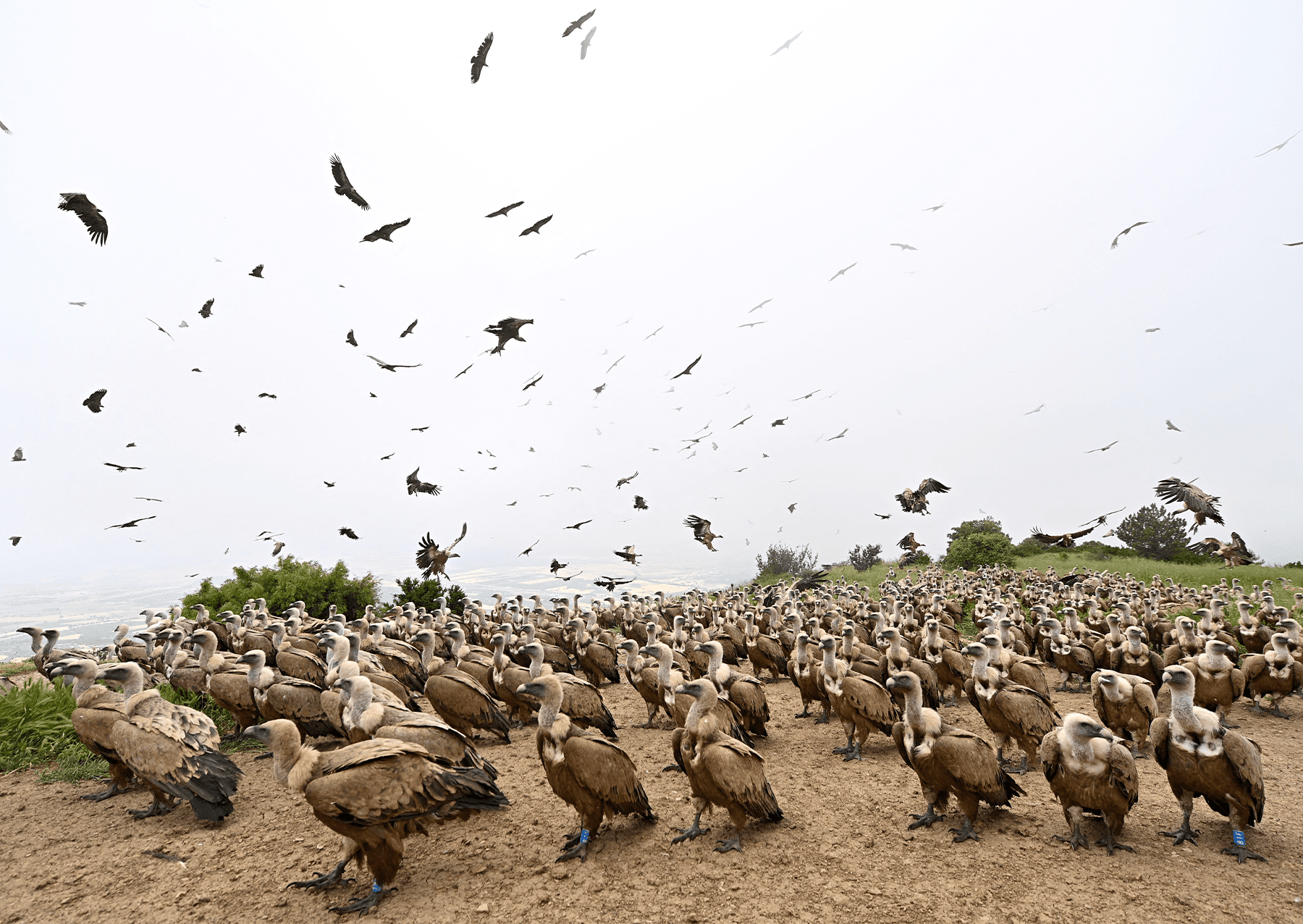 hundreds of griffon vultures on a shore line. they have brown feathers. some are flying while other stand in the sand