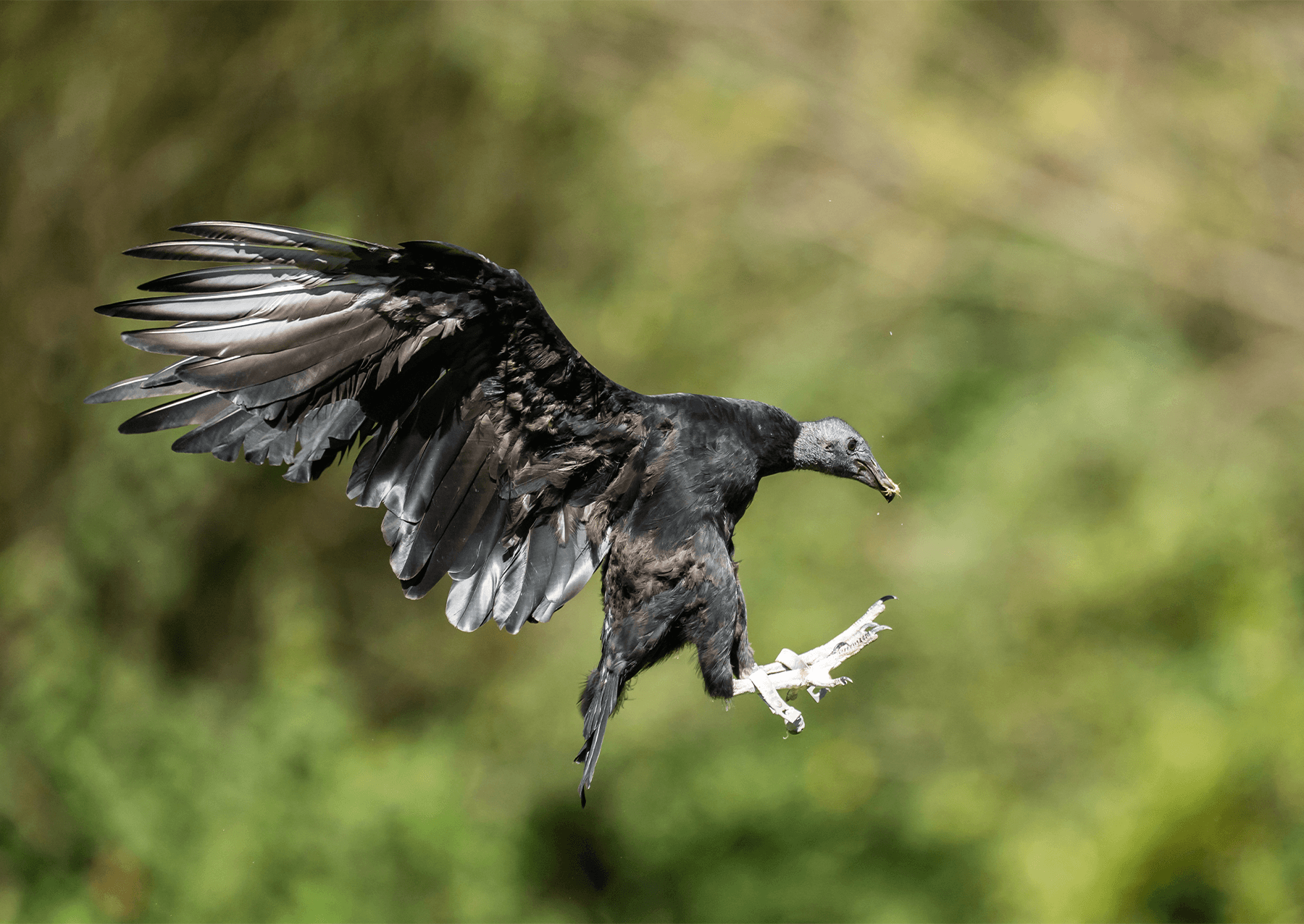 a raven vulture about to land, with its wings stretched behind it