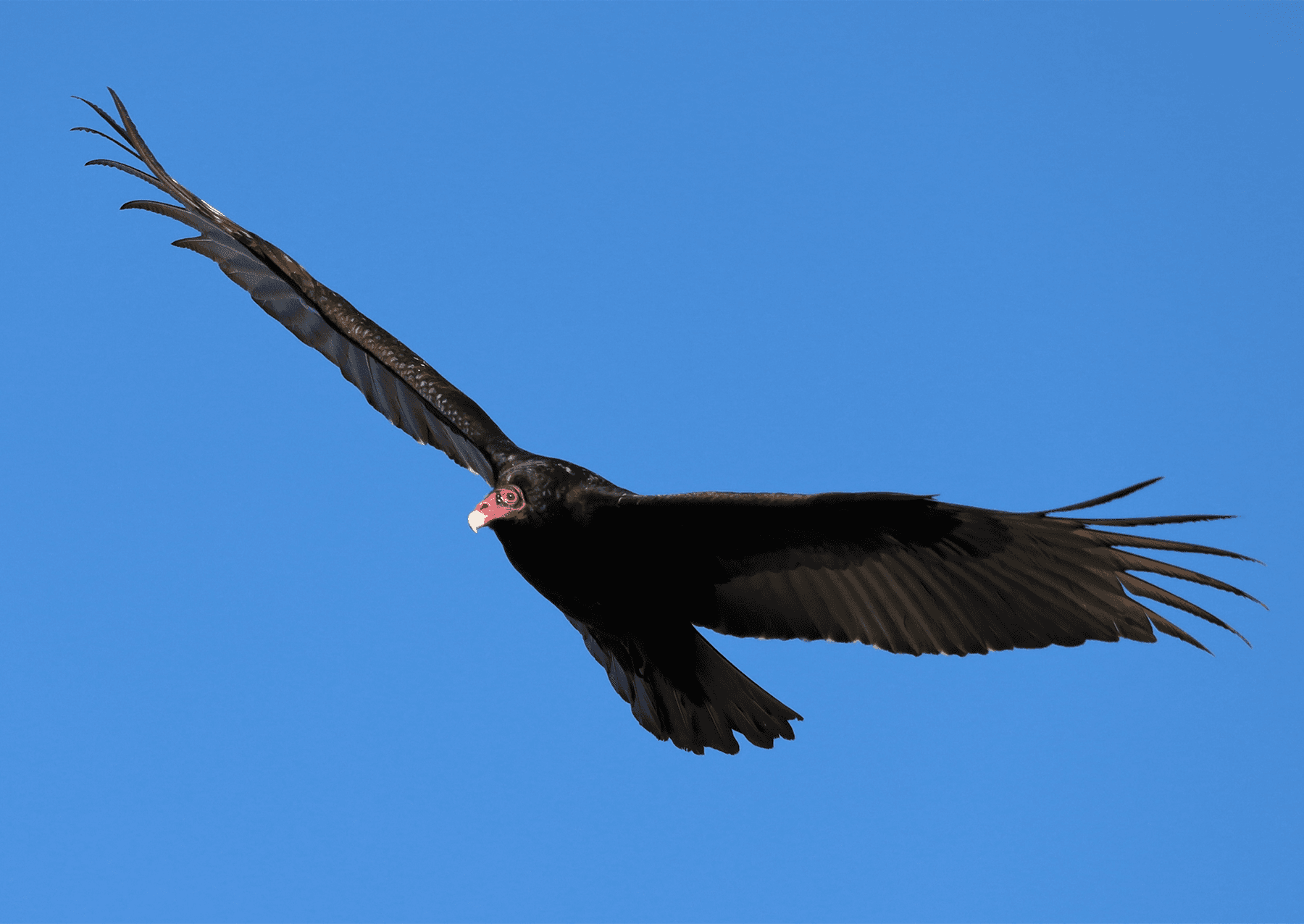 A turkey vulture in flight against a blue sky