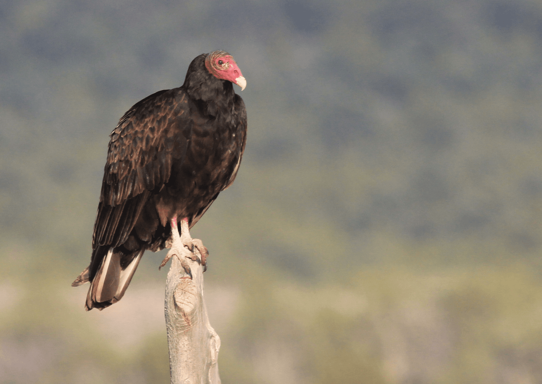 A turkey vulture (Cathartes aura) sits on a post at City of Rocks National Reserve in Idaho.