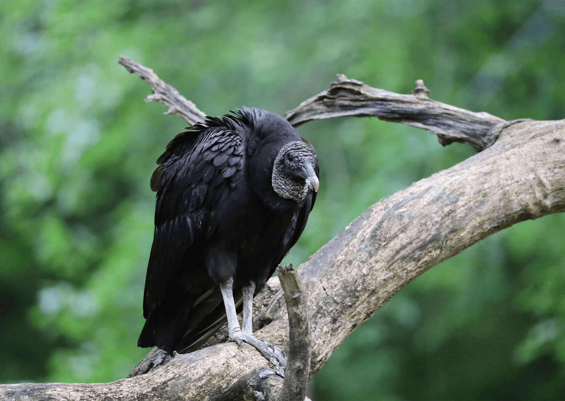 A Black Vulture perches on a branch in the picnic area at Great Falls Park in Virginia.