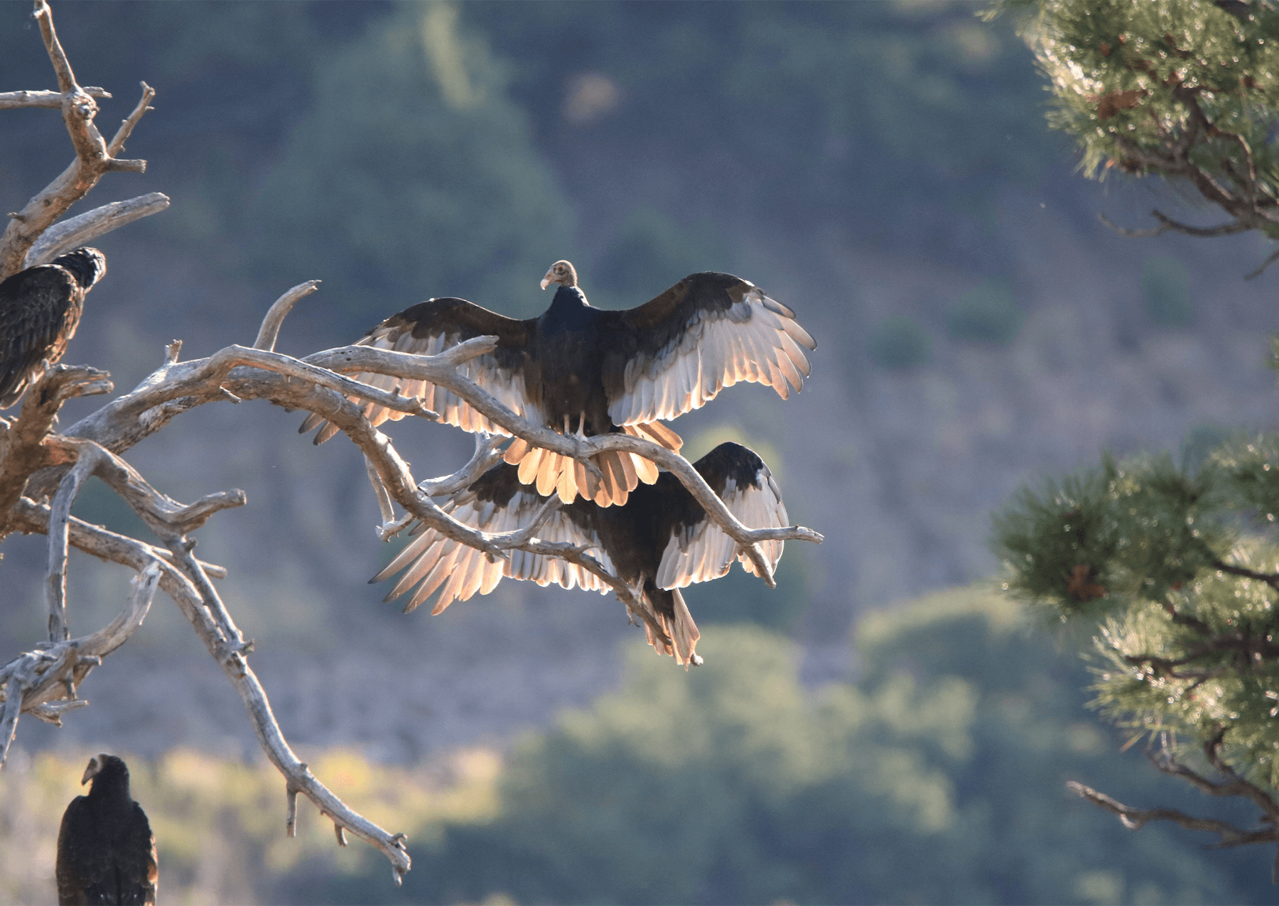 Two turkey vultures spread their wings, while perched on a tree branch at Capulin Volcano National Monument in New Mexico.
