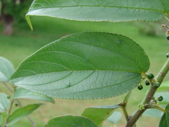 Một loại Trema micrantha. (João Medeiros/Wikipedia/CC By 2.0)