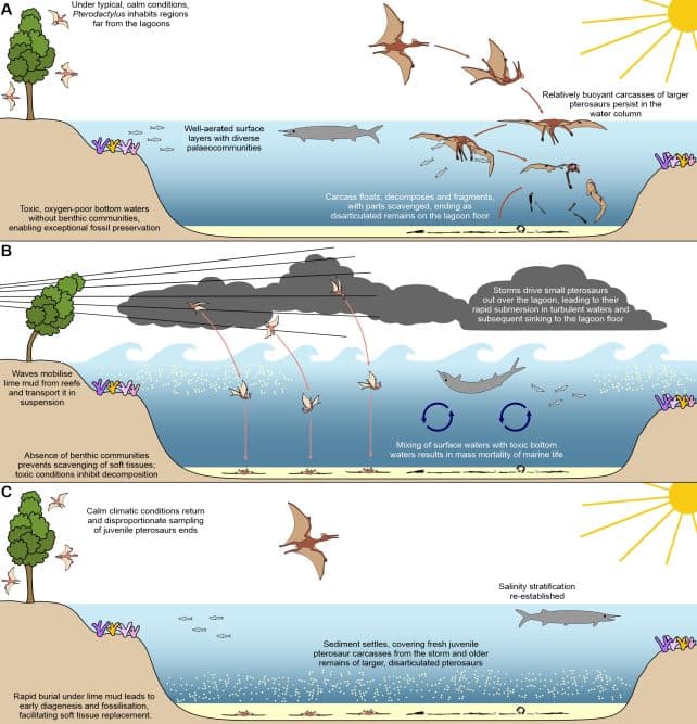 Minh họa kịch bản cái chết của khủng long bay trong điều kiện bão