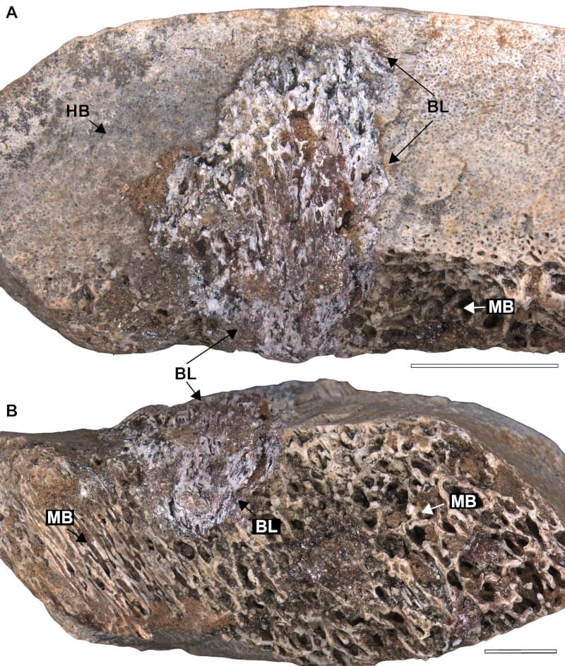 Sauropod Bones